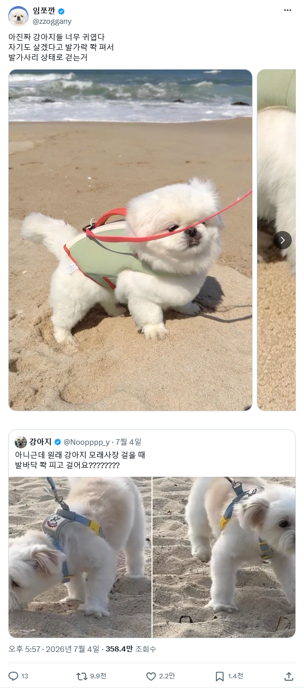 강아지가 모래사장에서 발가락을 펼쳐 걷는 모습을 발가사리 상태라고 소개한 X 게시물 캡처